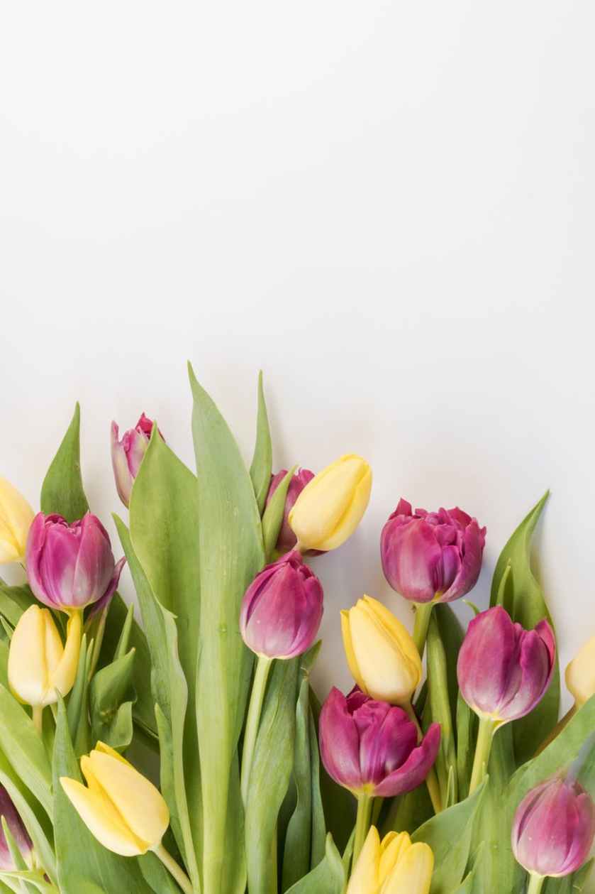 selective focus photography of pink and yellow tulips flowers